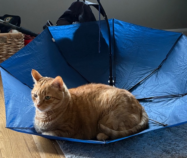 cat in an umbrella